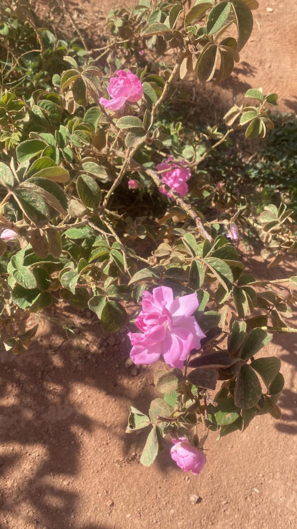 Dar Mgouna Roses Kelaat-M'Gouna 外观 照片